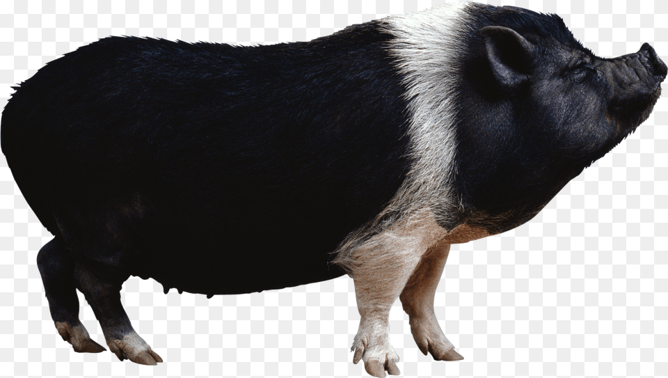 Pig Hog Free Transparent Png