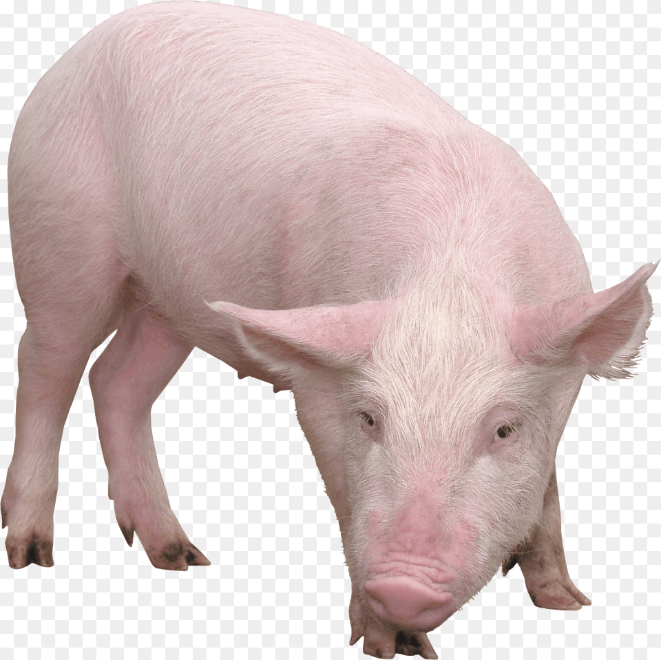 Pig Image, Animal, Boar, Hog, Mammal Free Png Download