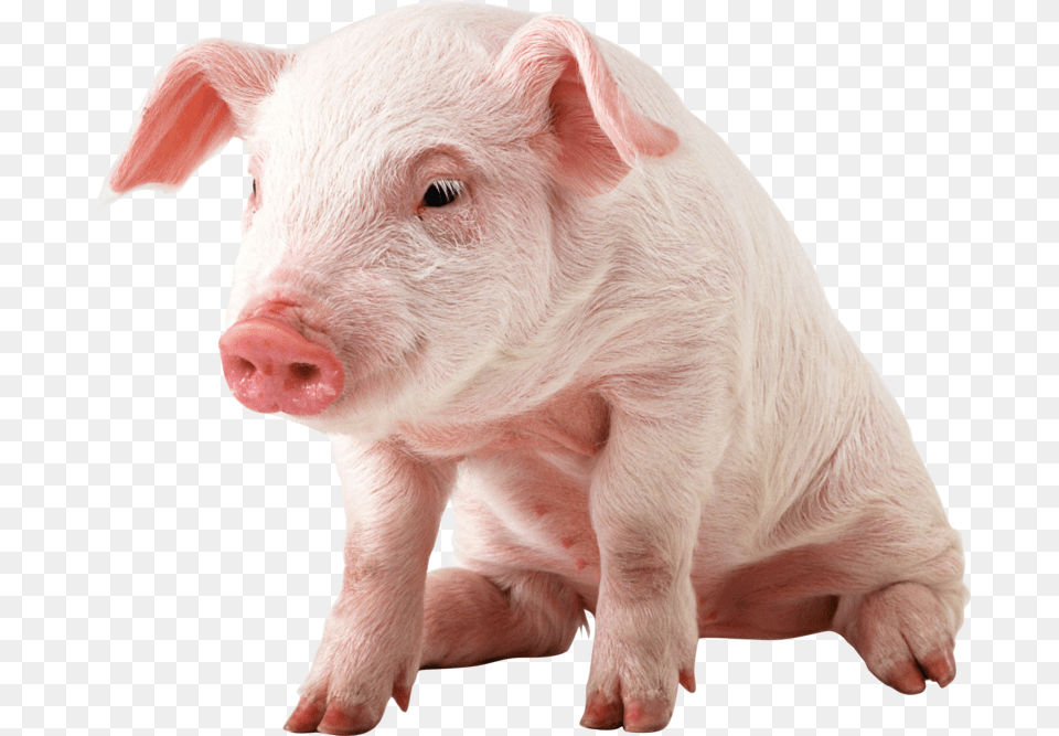 Pig Baby Pig, Animal, Hog, Mammal, Boar Png Image