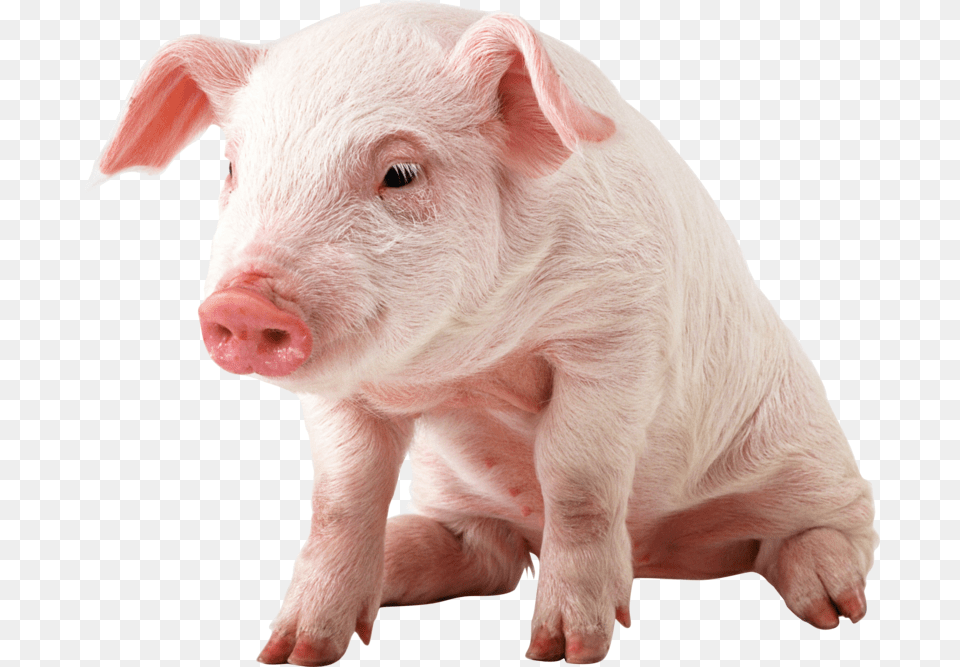 Pig Image Pig, Animal, Hog, Mammal, Boar Free Png