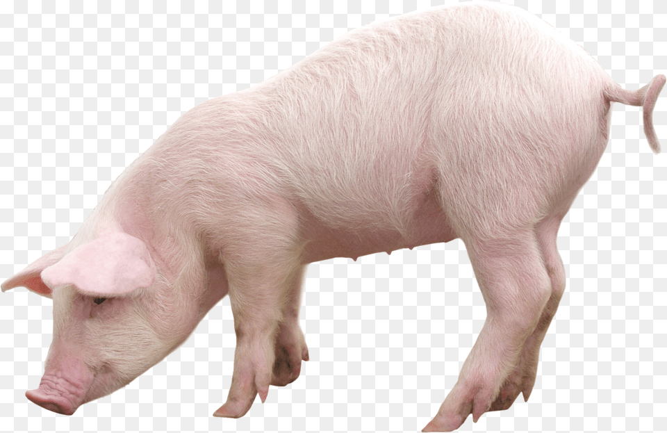 Pig Images, Animal, Boar, Hog, Mammal Free Png Download