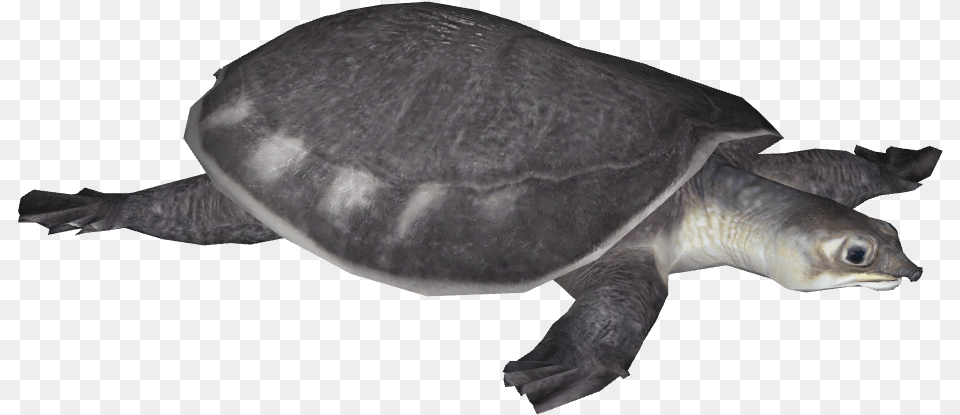 Pig Nosed Turtle Kemp39s Ridley Sea Turtle, Animal, Reptile, Sea Life, Tortoise Png Image