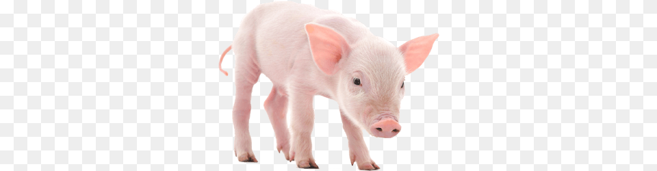 Pig Pink, Animal, Hog, Mammal, Boar Png