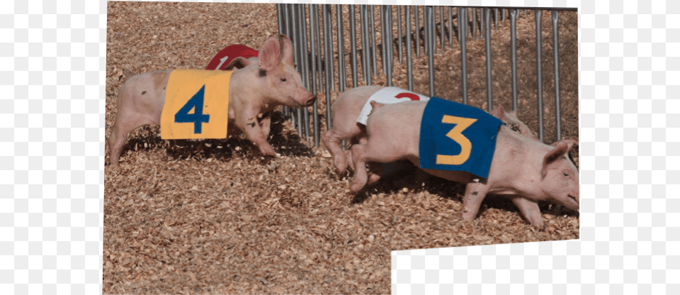Pig Races Domestic Pig, Animal, Hog, Mammal, Boar Free Png