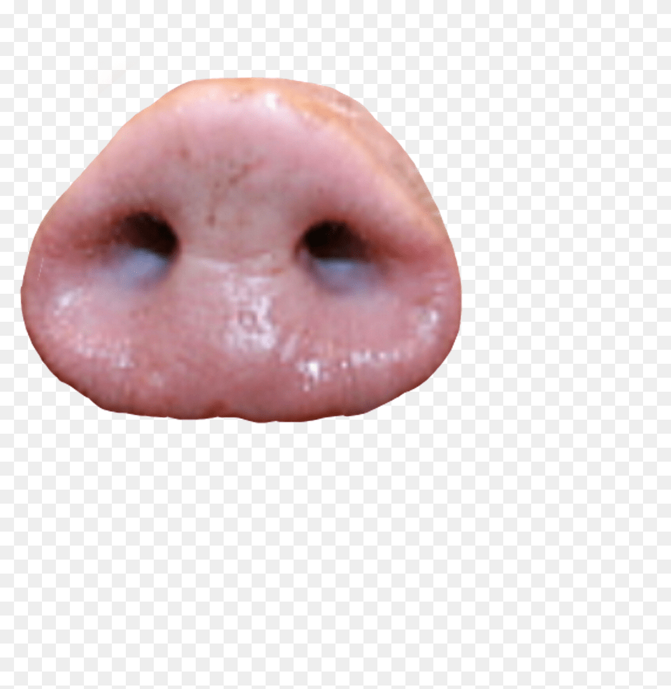 Pig Snout Hd Pig Nose, Face, Head, Person, Baby Free Png Download
