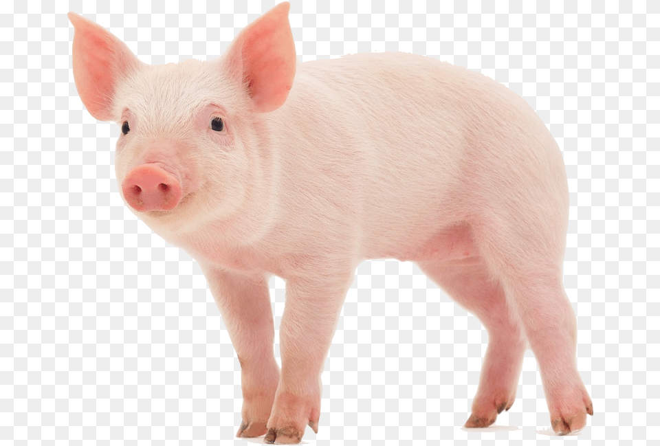 Pig Wearing A Wig, Animal, Hog, Mammal, Boar Free Png Download