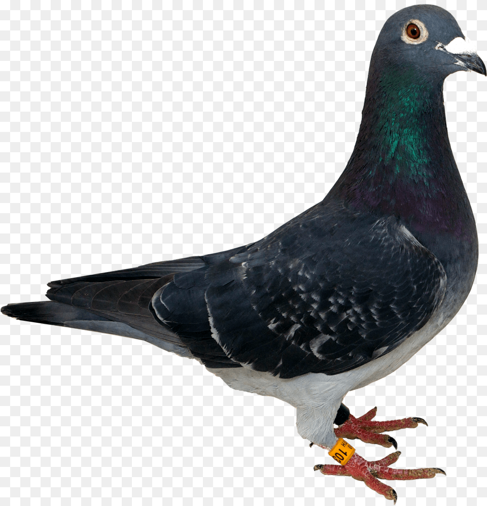 Pigeon, Animal, Bird, Dove Png Image