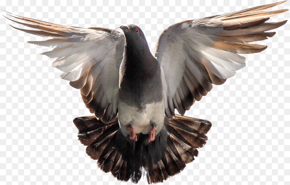 Pigeon, Animal, Bird, Dove Free Png