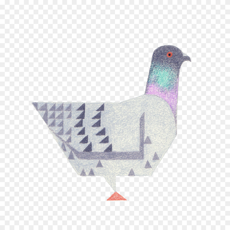 Pigeon, Animal, Bird, Dove Png