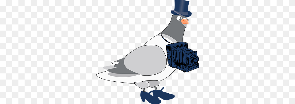 Pigeon Animal, Bird, Dove, Appliance Free Transparent Png