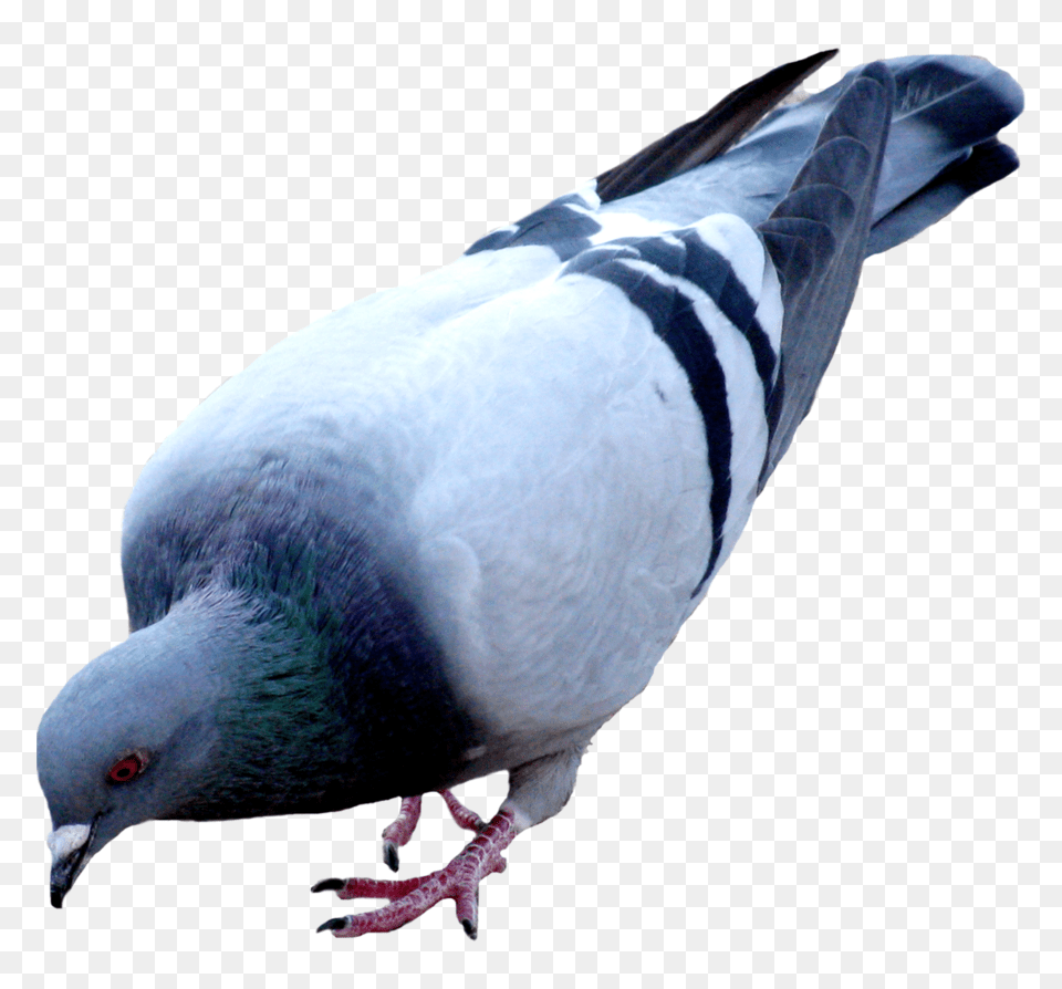 Pigeon, Animal, Bird, Dove Free Transparent Png