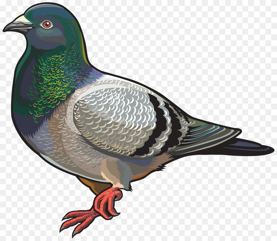 Pigeon, Animal, Bird, Dove Png Image