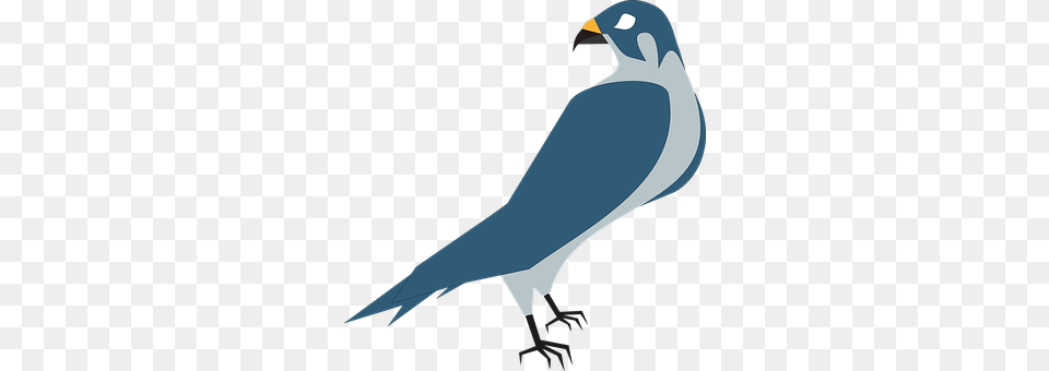 Pigeon Animal, Beak, Bird, Kite Bird Free Png