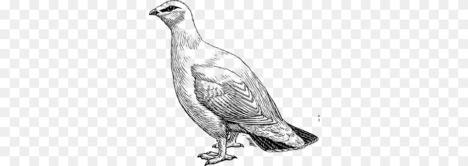 Pigeon Gray Png Image