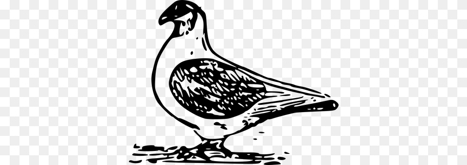 Pigeon Gray Png Image