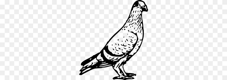 Pigeon Gray Free Transparent Png