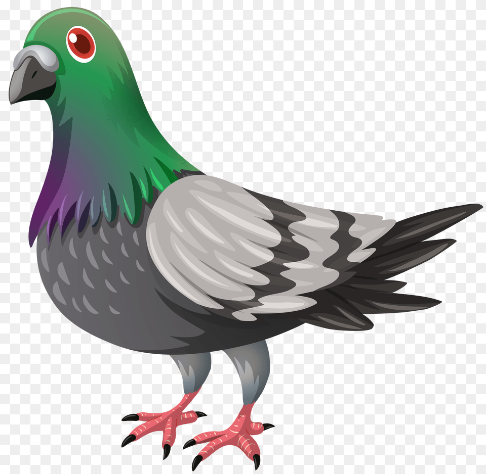 Pigeon, Animal, Bird, Dove Free Png