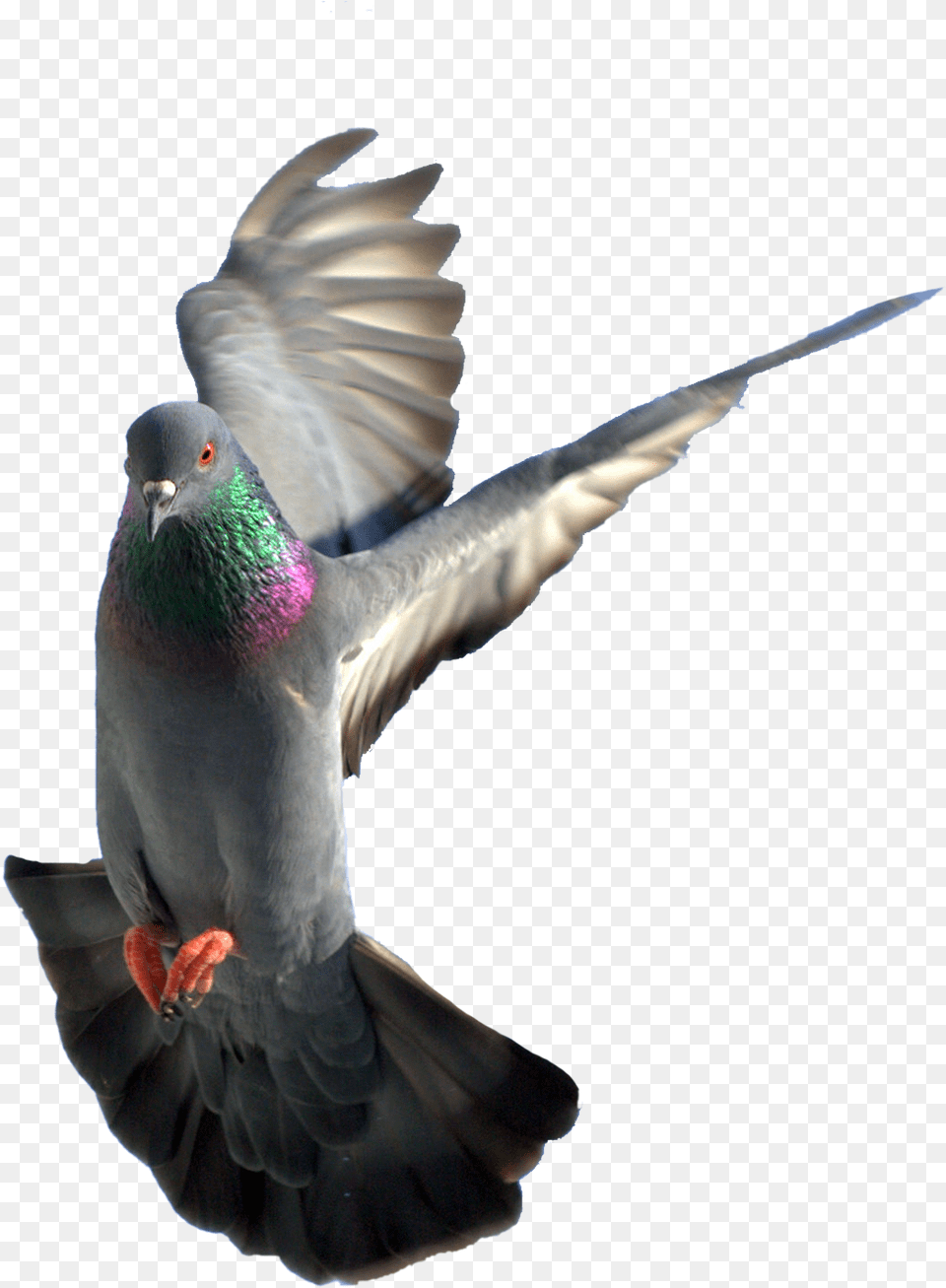 Pigeon 16 Rock Dove, Animal, Bird Png Image
