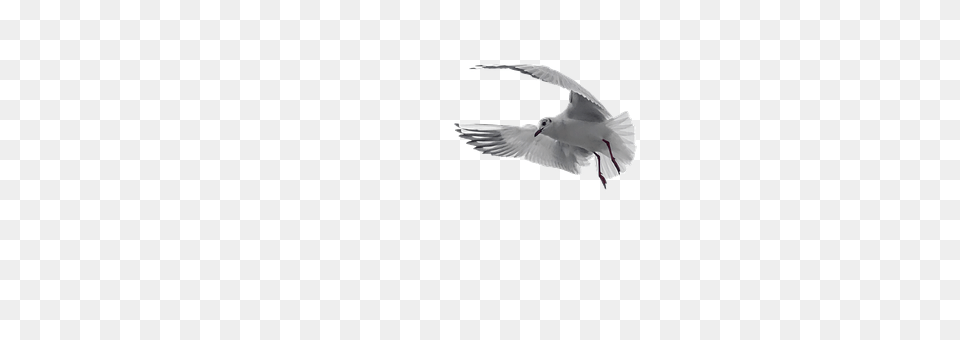 Pigeon Animal, Bird, Flying, Seagull Free Transparent Png