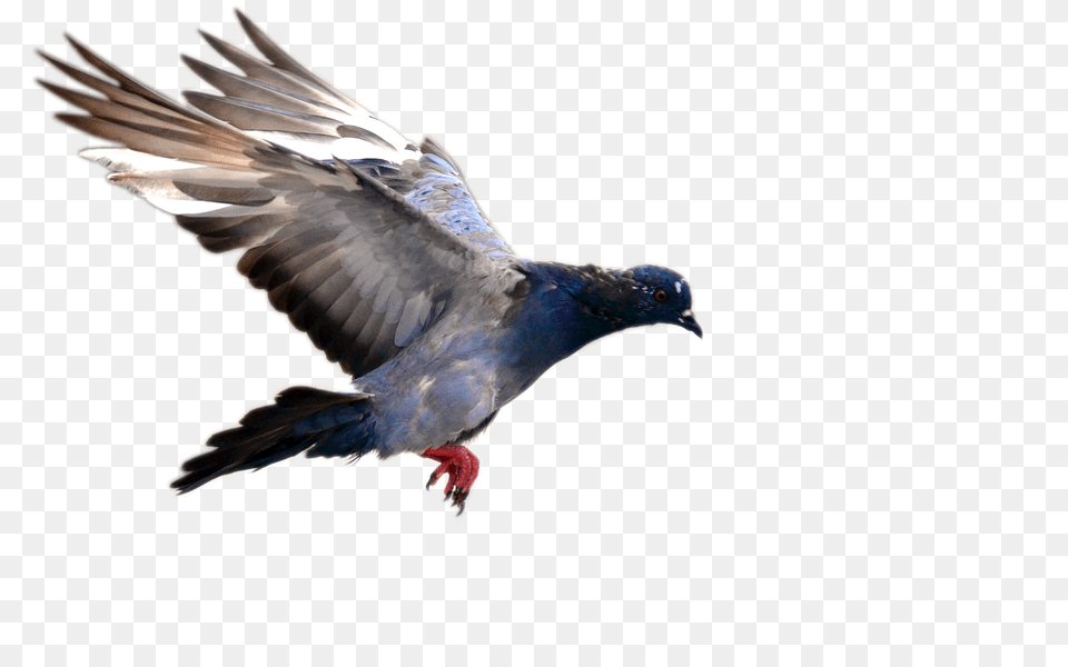 Pigeon Animal, Bird, Dove Free Png