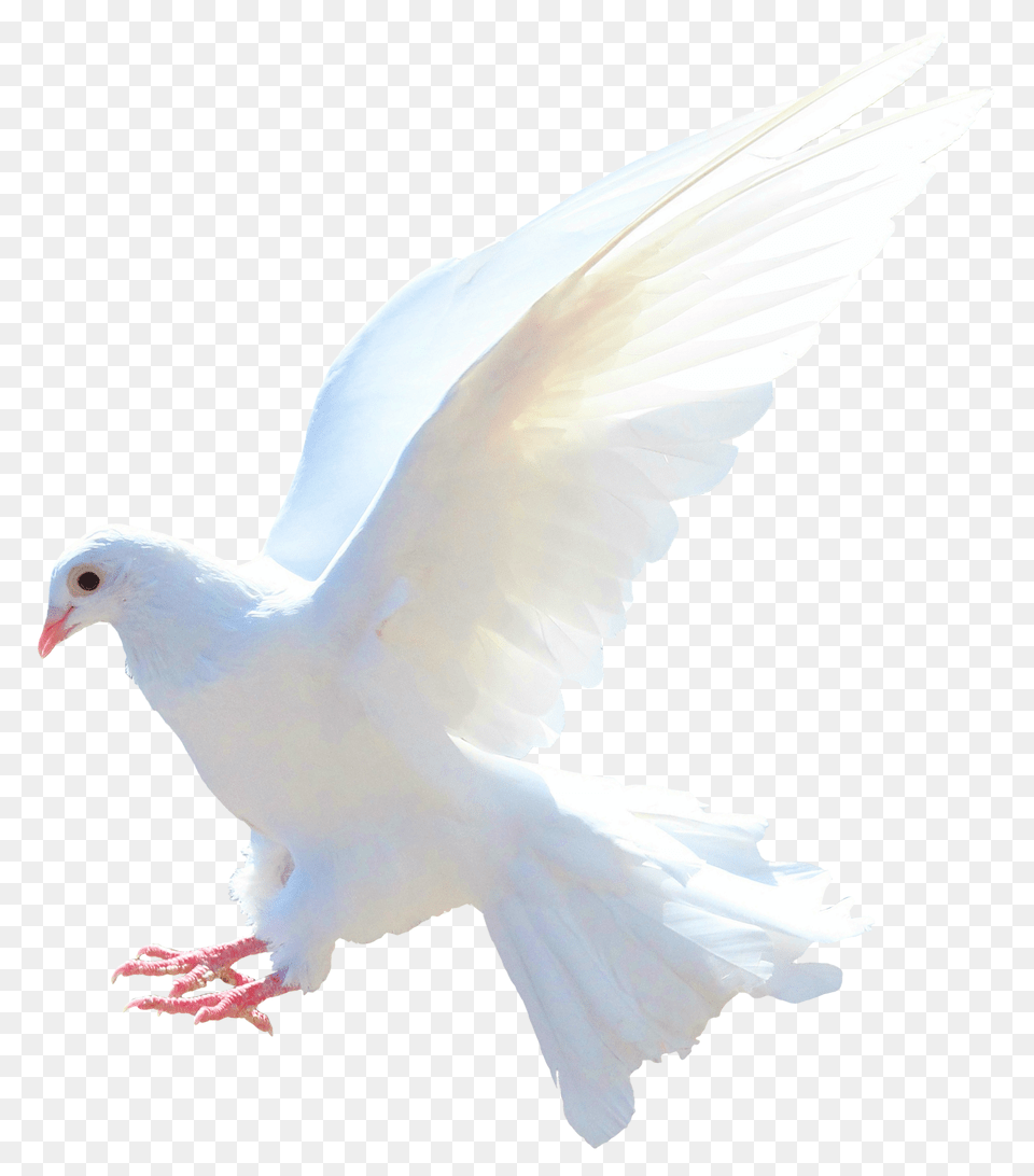 Pigeon, Animal, Bird, Dove Png