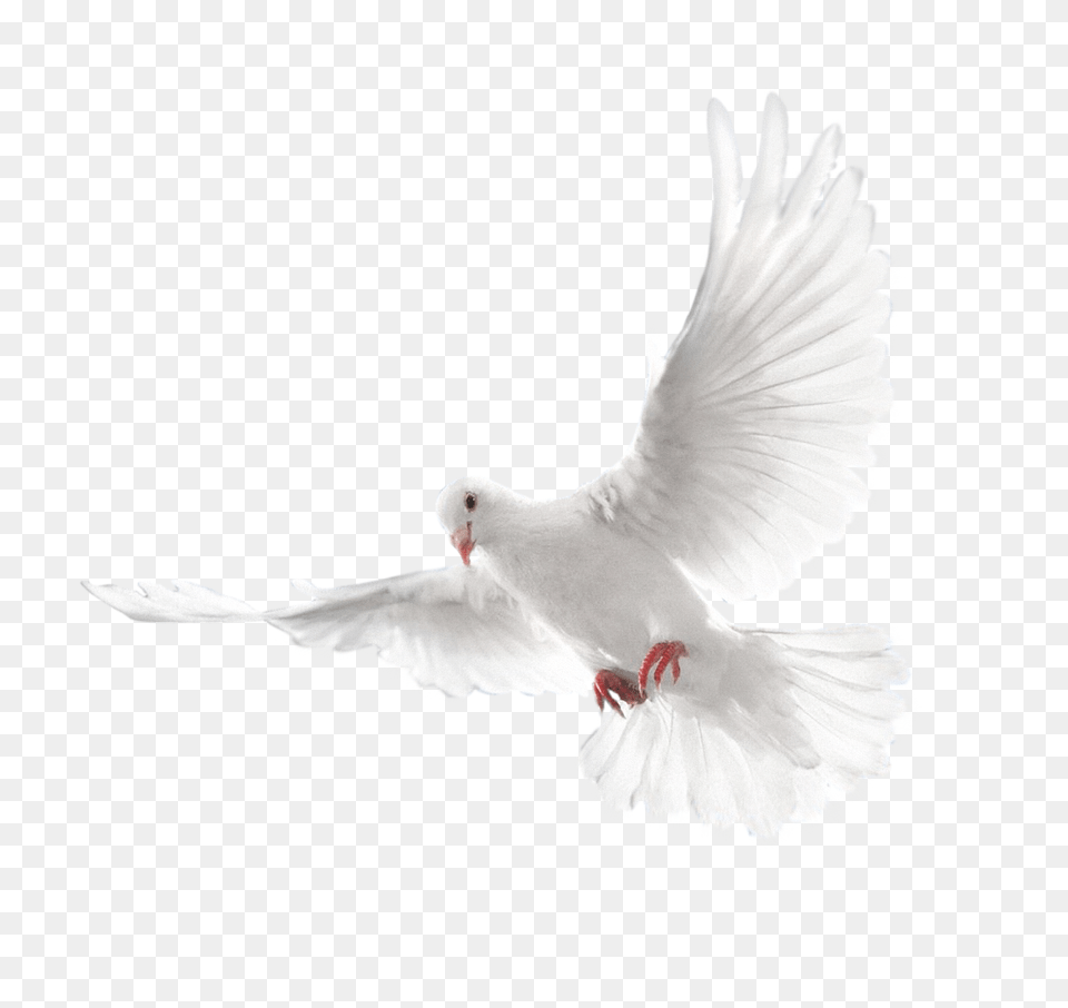 Pigeon, Animal, Bird, Dove Png Image