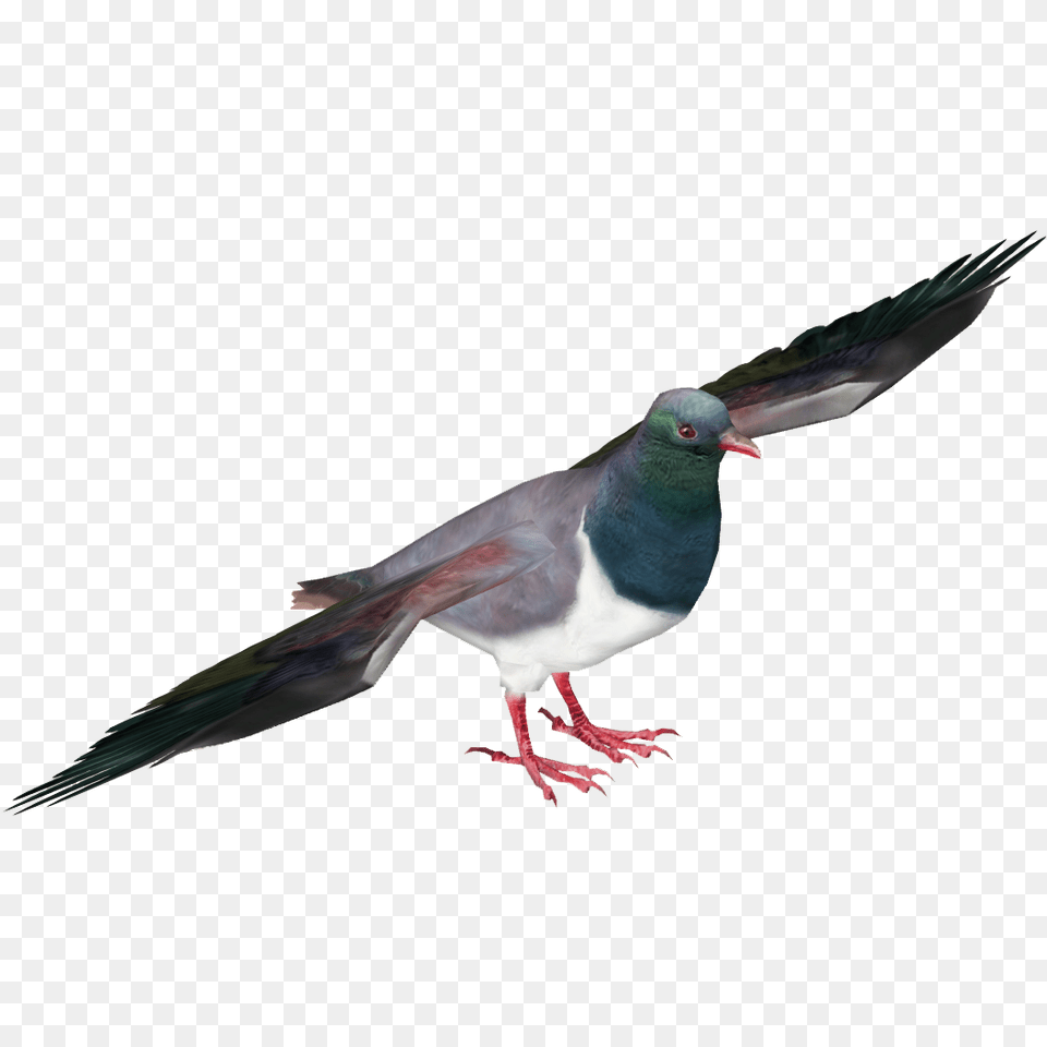 Pigeon, Animal, Bird, Dove Free Transparent Png