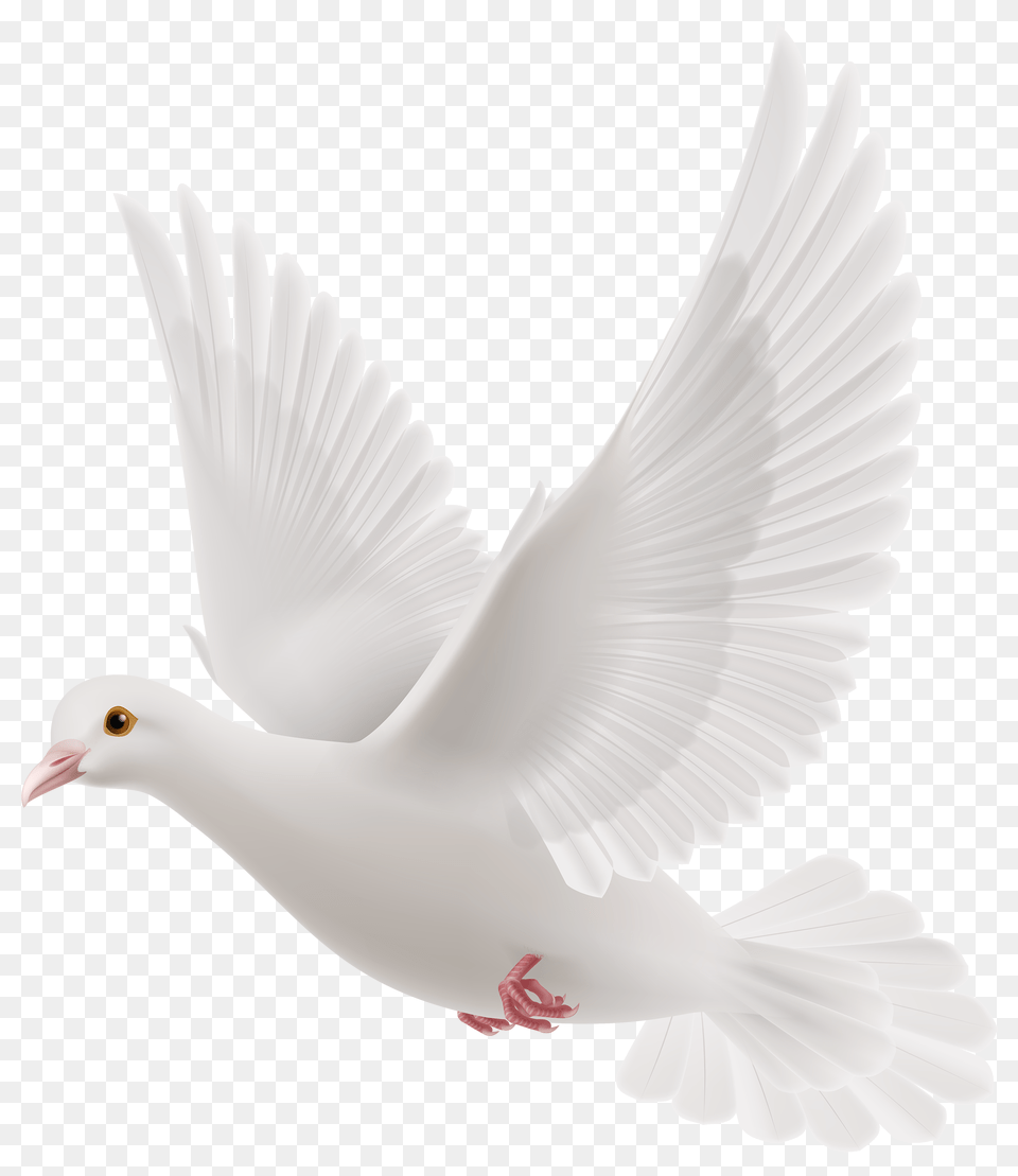 Pigeon, Animal, Bird, Dove Free Png Download