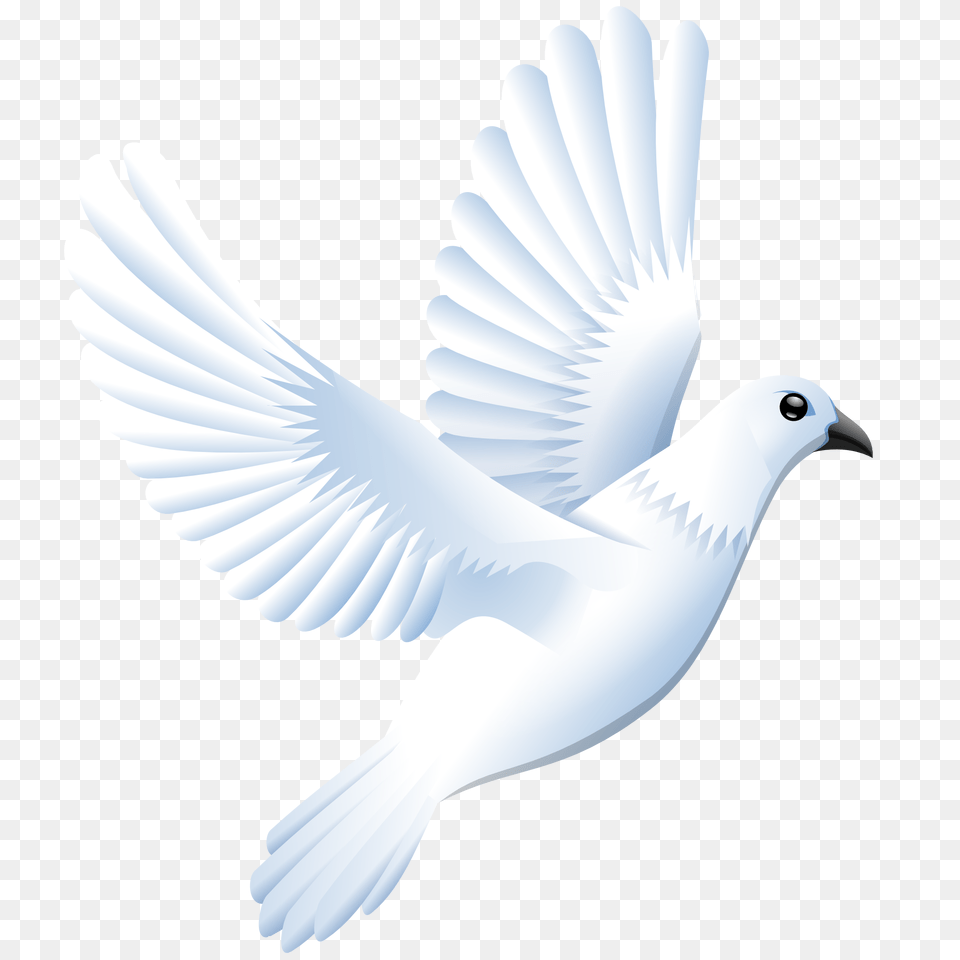 Pigeon, Animal, Bird, Dove Free Png Download