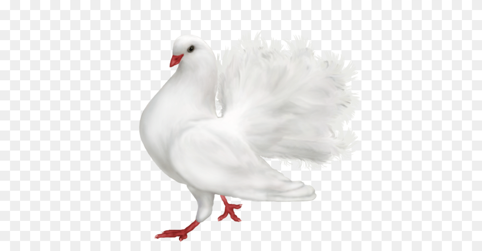 Pigeon, Animal, Bird, Dove Free Png