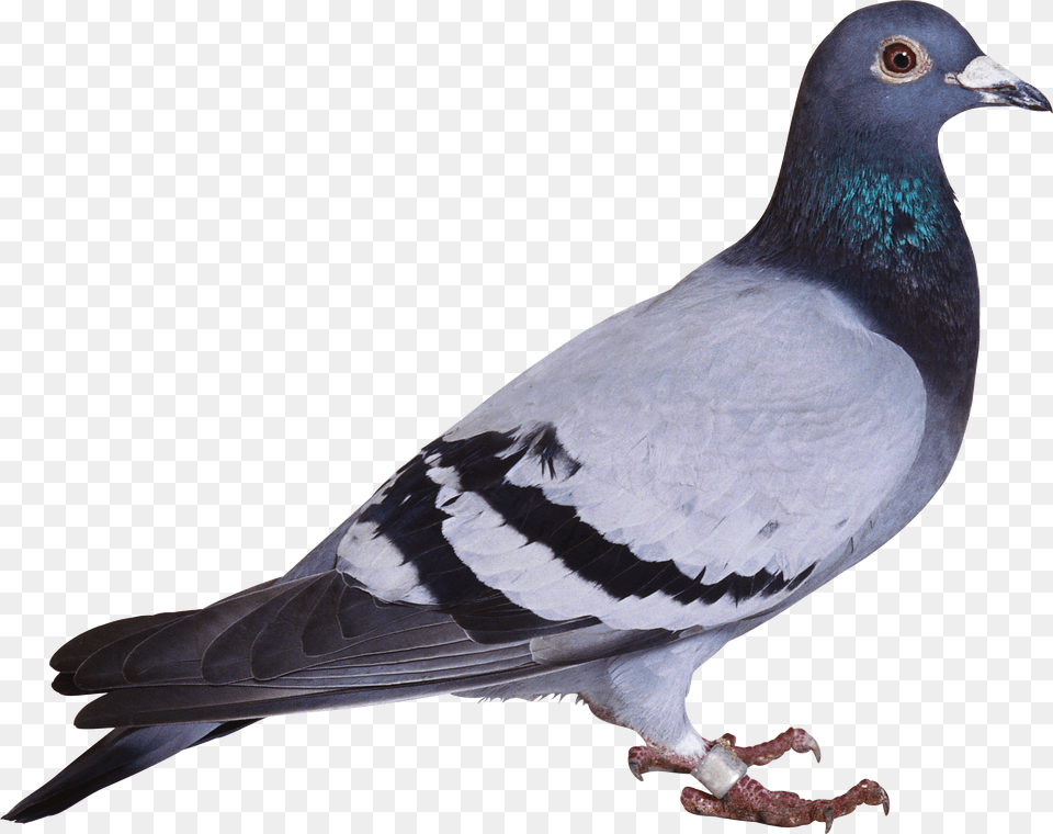 Pigeon, Girl, Child, Clothing, Shoe Png Image