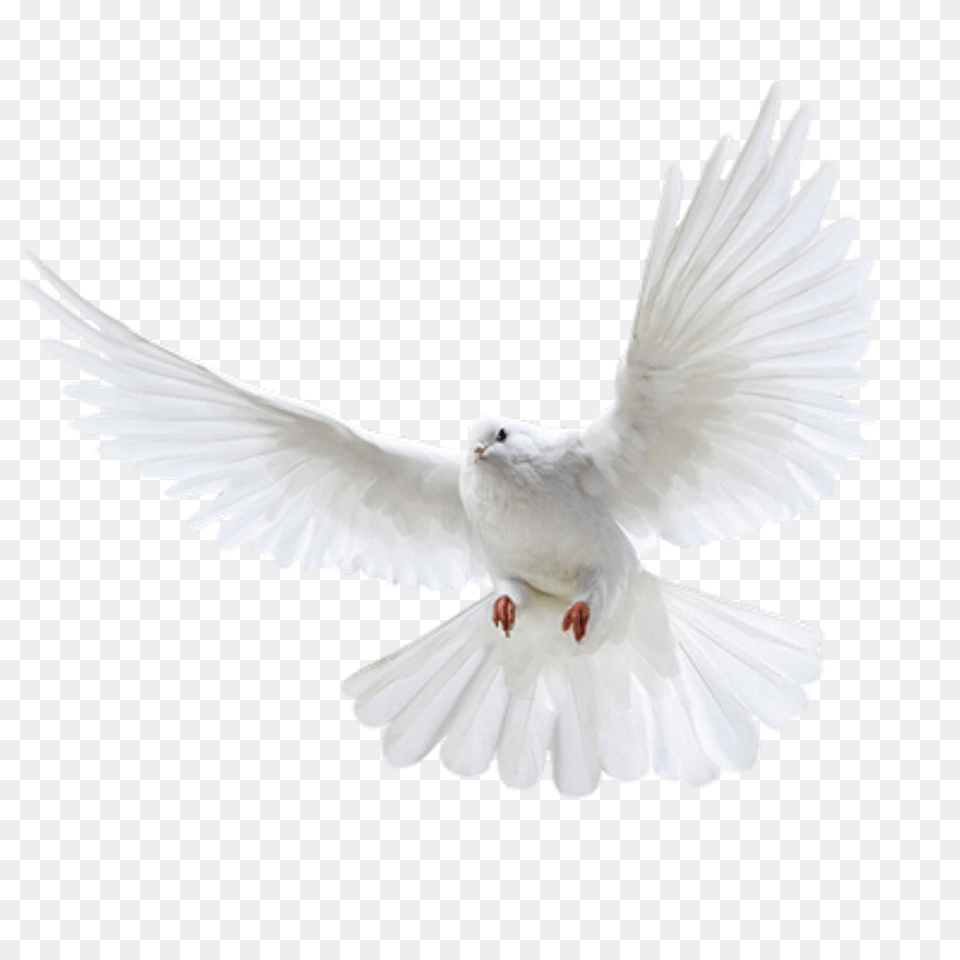 Pigeon, Animal, Bird, Dove Png