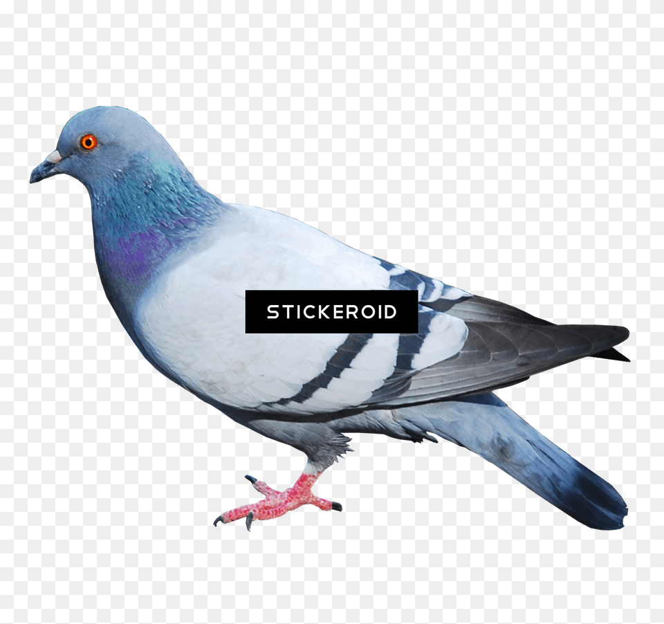 Pigeon, Animal, Bird, Dove Png