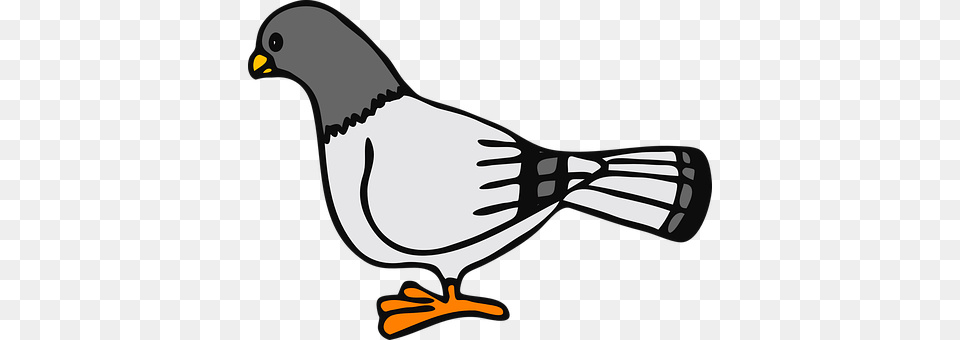 Pigeon Animal, Bird, Jay, Fish Png