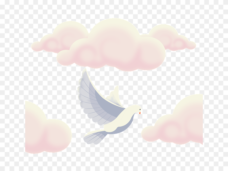 Pigeon Animal, Bird, Dove Png Image