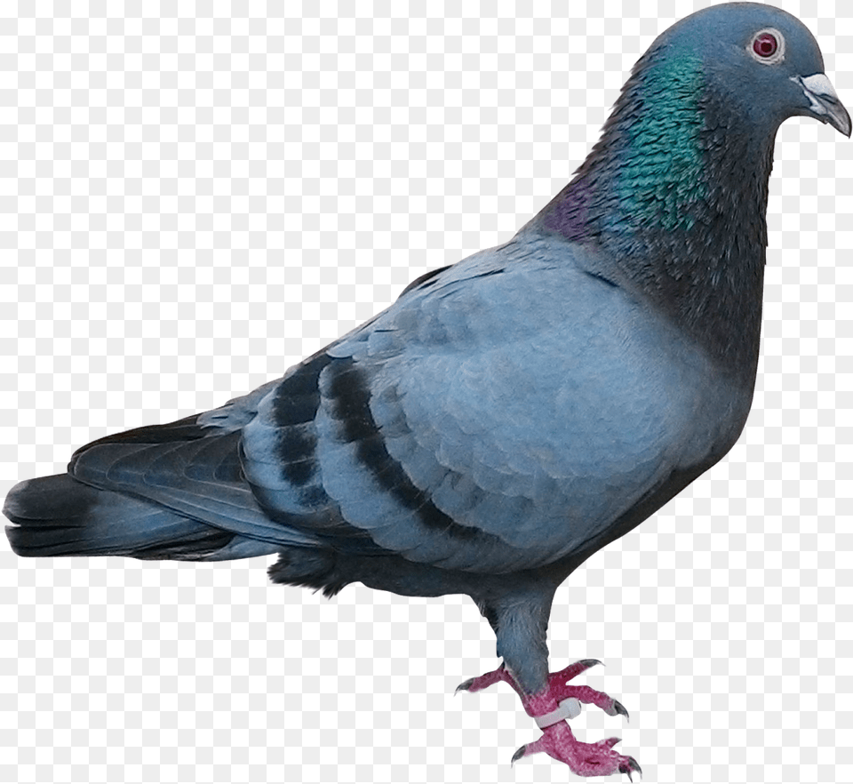 Pigeon, Animal, Bird, Dove Png