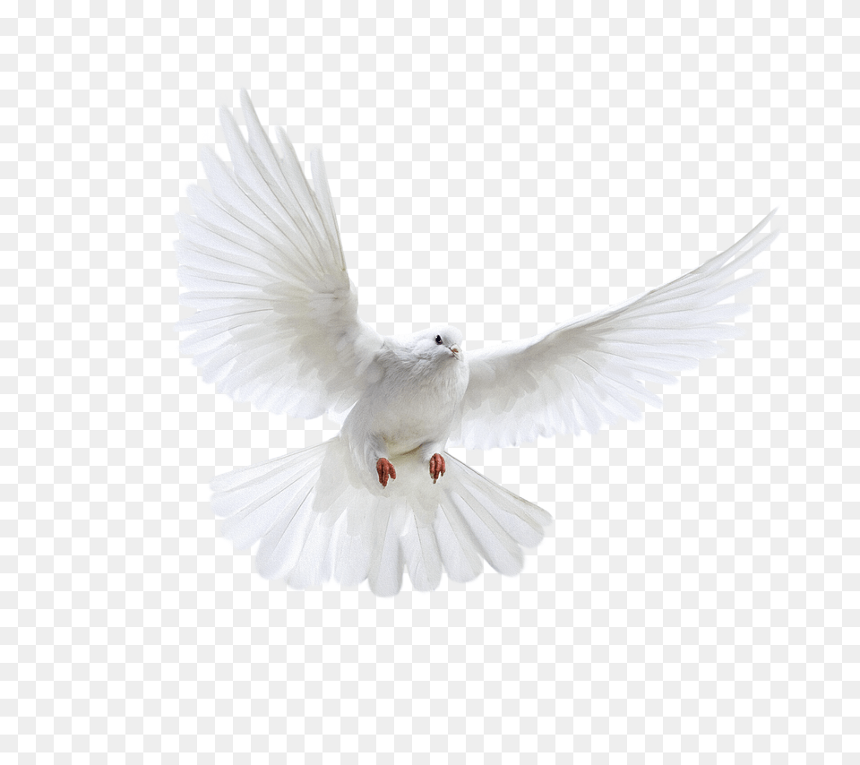 Pigeon, Animal, Bird, Dove Png Image