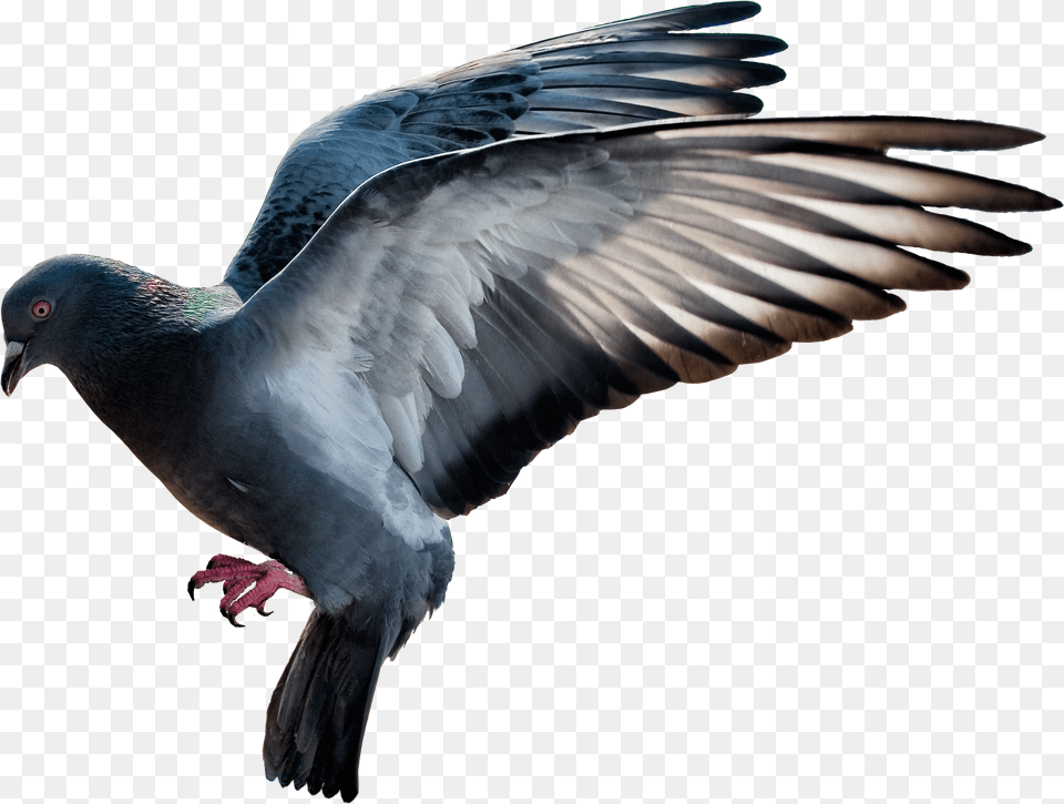 Pigeon, Animal, Bird, Dove Free Transparent Png