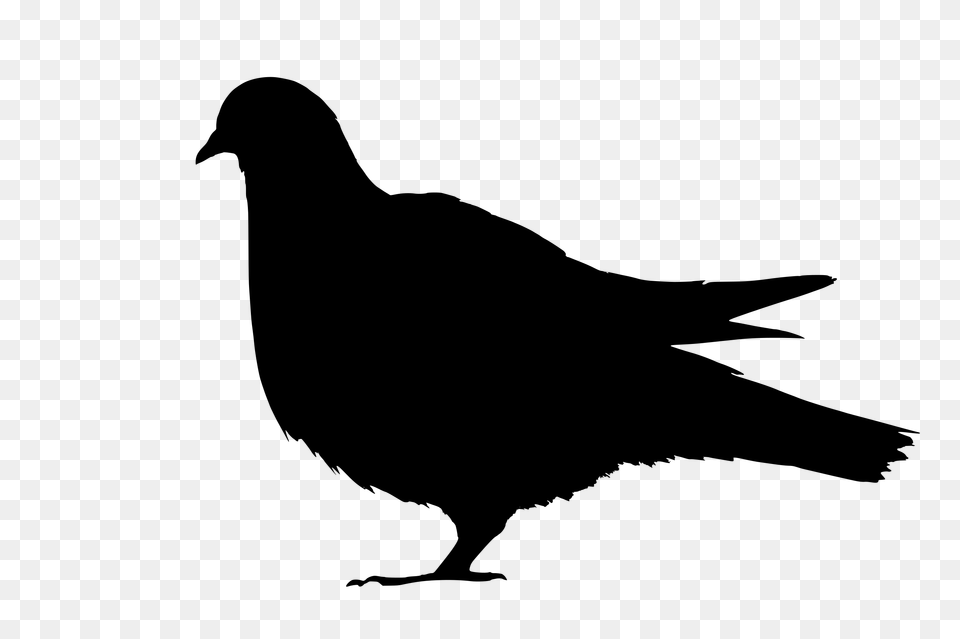 Pigeon, Gray Png Image