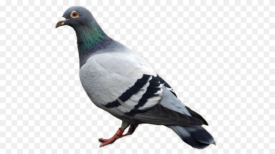 Pigeon, Animal, Bird, Dove Png Image