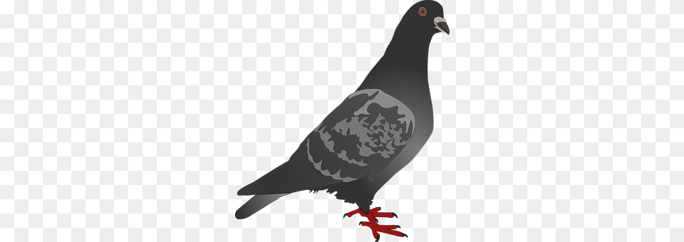 Pigeon Animal, Bird, Dove, Plant Free Transparent Png