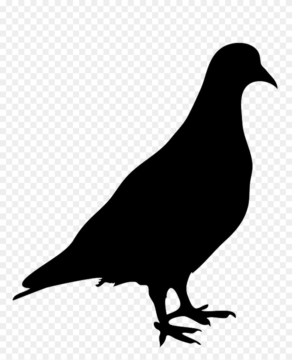 Pigeon, Silhouette, Animal, Bird, Blackbird Free Png