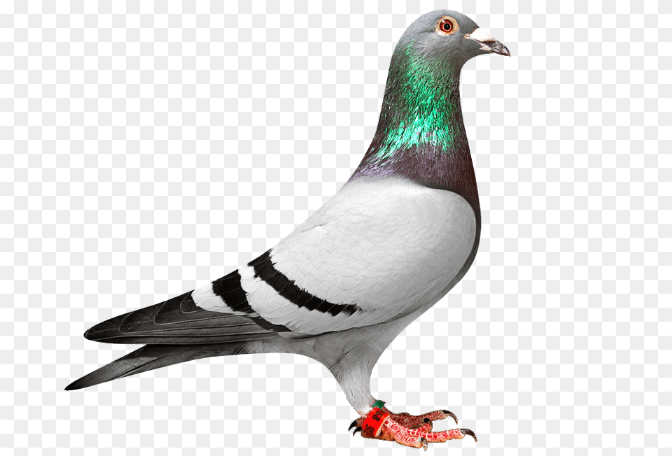 Pigeon, Animal, Bird, Dove Png Image