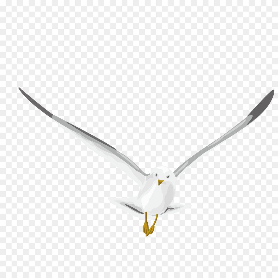 Pigeon, Animal, Bird, Flying, Seagull Free Transparent Png