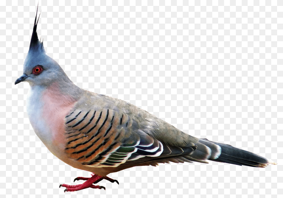 Pigeon Animal, Bird, Dove Png Image