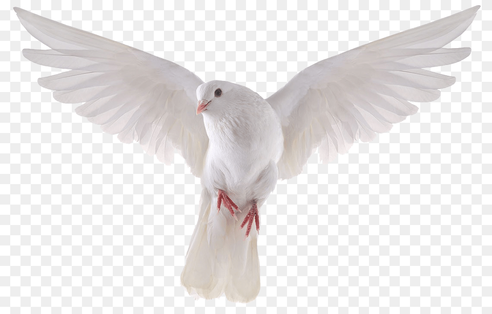 Pigeon, Animal, Bird, Dove Free Png