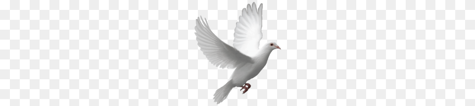 Pigeon, Animal, Bird, Dove Free Png Download