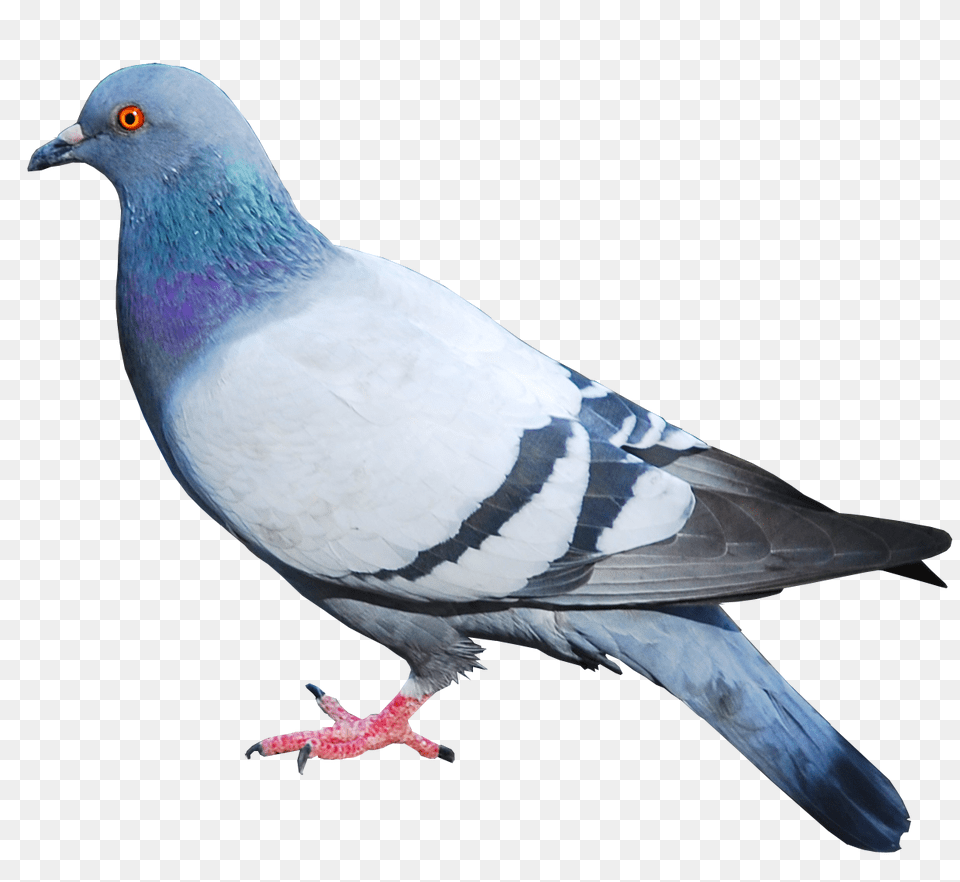 Pigeon, Animal, Bird, Dove Free Transparent Png