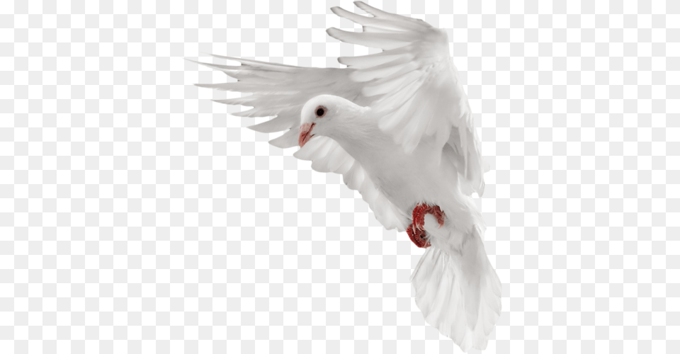 Pigeon, Animal, Bird, Dove Free Png