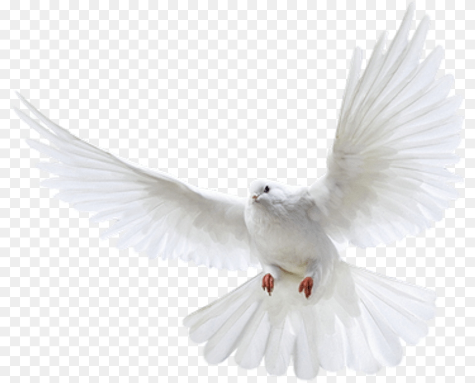 Pigeon, Animal, Bird, Dove Png Image